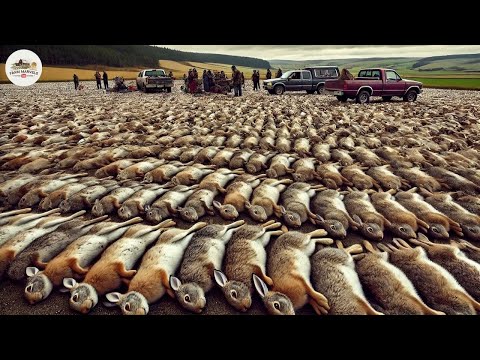The Wild Rabbit Invasion: How Australian Farmers Battle 281 Million Destructive Pests