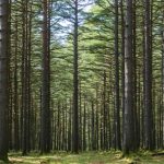 Japan’s Overlooked Forest Crisis: How Forgotten Man-made Forests Imperil Our Future