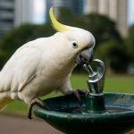 Sydneys geniale kakaduer overvinder byen – Se hvordan de hacker drikkefontæner